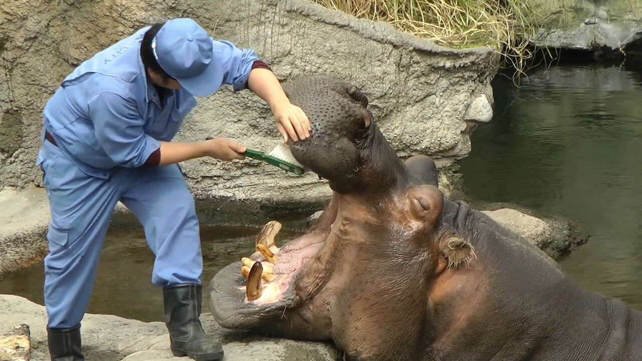 饲养员给河马刷牙,河马乖乖张大嘴!画面有点萌
