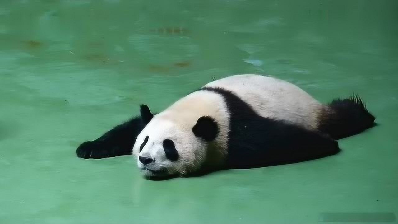 大熊猫没想到碰瓷碰到个醉鬼我这天才般的演技白瞎了