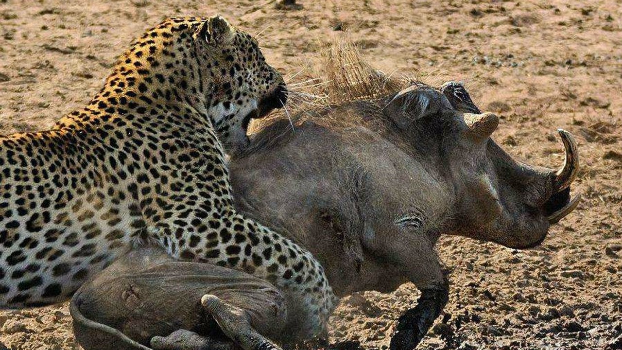 豹子大战野猪的生死瞬间豹子一口拿下野猪真是太厉害了