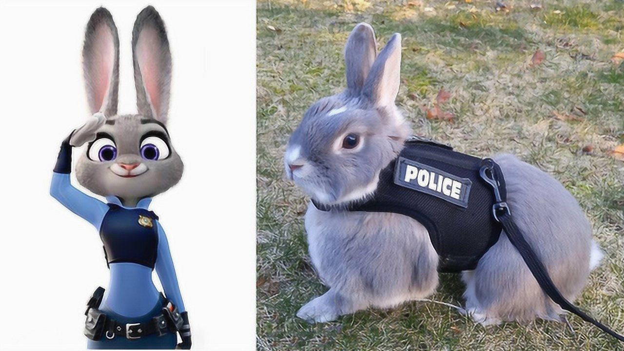 世界上第一只兔子警察穿上警服十分威风还有专门饲养员