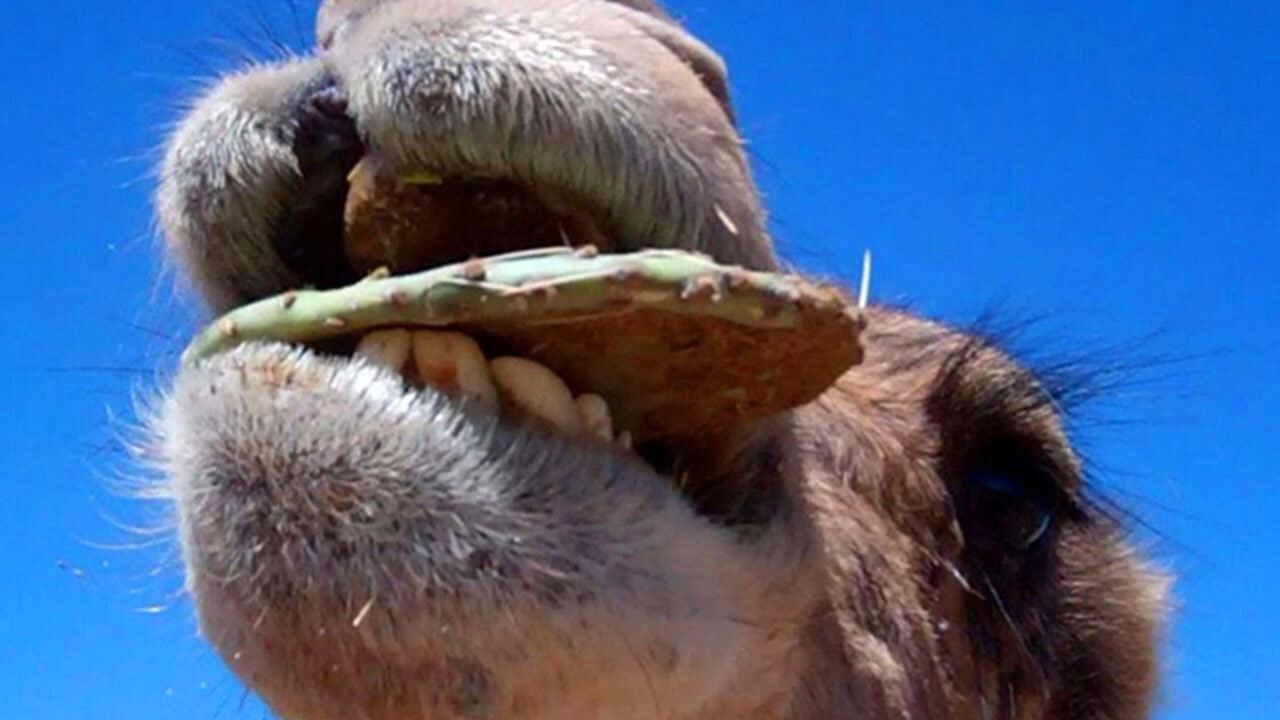 骆驼吃仙人掌时为什么不会扎到嘴巴呢