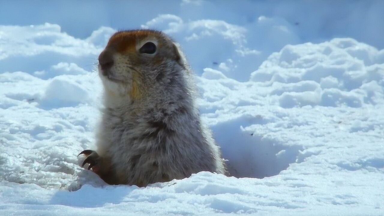 北极地松鼠冬眠图片