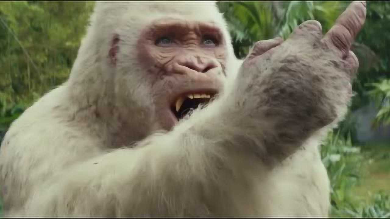 大猩猩会手语竟然朝人竖中指