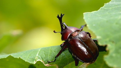 青年不爱打工就喜欢野食,后山捉了一锅独角天牛烤了吃得太香了