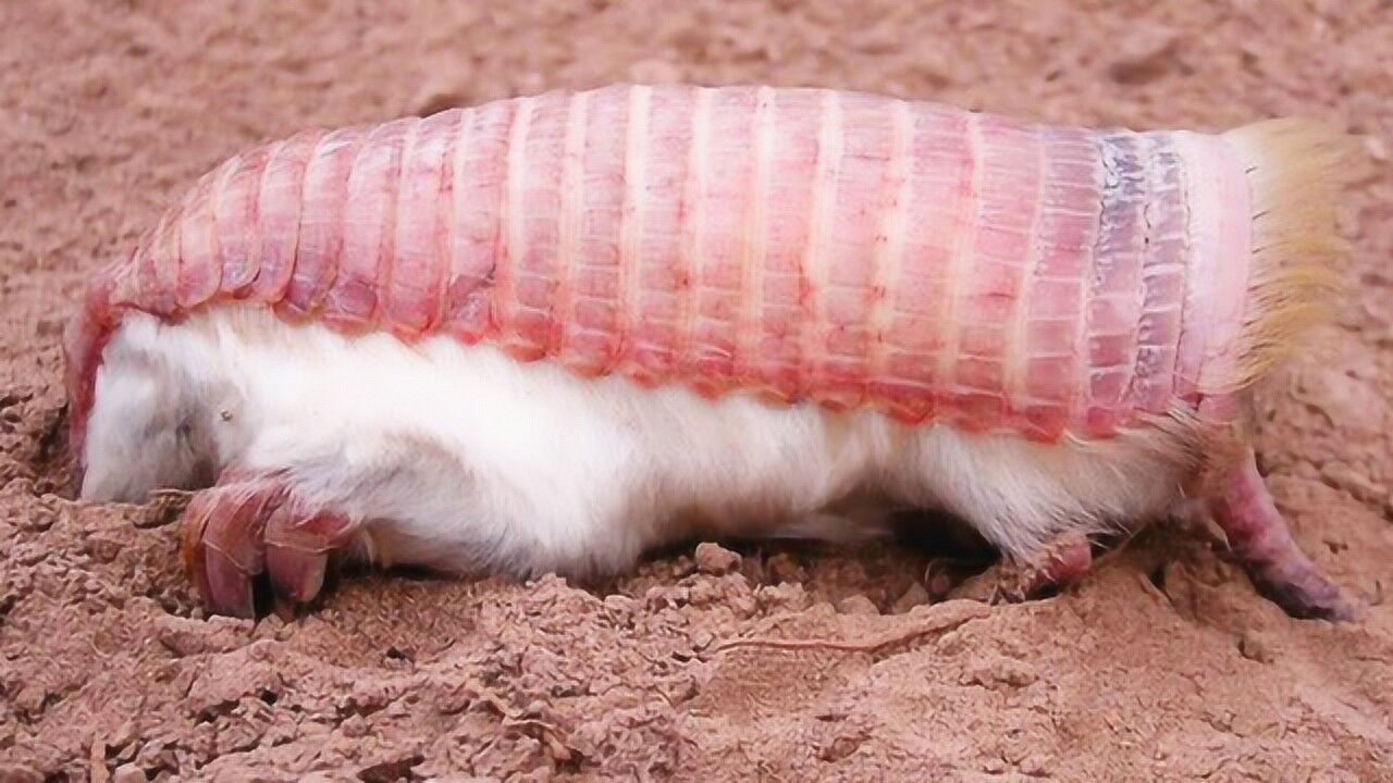 世界上最漂亮的老鼠粉红色少女心爆棚全世界只剩几百只