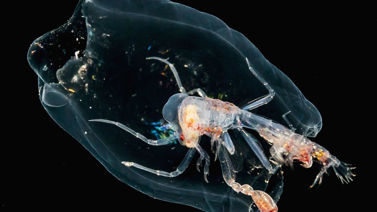 全身几近透明的樽海鞘,有着会发光的"内心",真的是美极了!