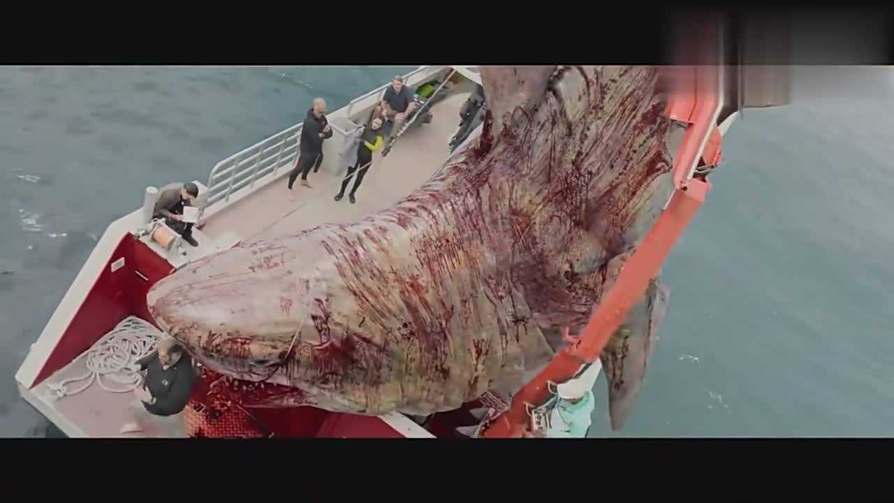 外国人作死捕猎一条鲨鱼在船上结果遭到巨型鲨鱼袭击