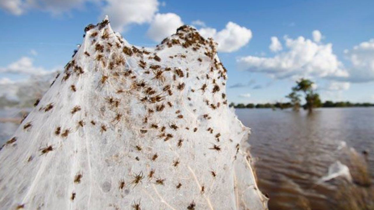 澳大利亚惊现蜘蛛雨数百万蜘蛛从天而降蛛网遍布全镇