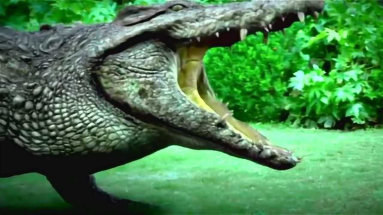 《百万巨鳄》5,6米长的巨型鳄鱼,老汉仅凭1根竹竿就想将它制服