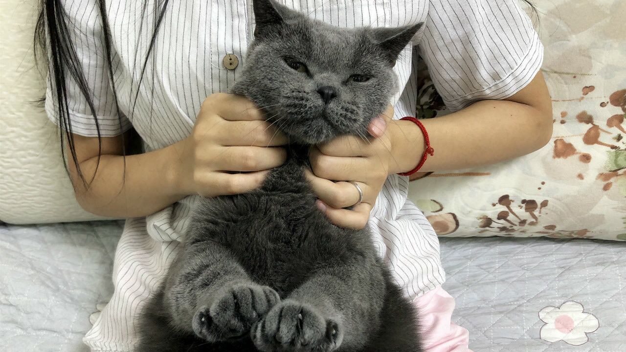撸猫手法了解一下？被女主人撸到整只猫都呆滞了，喵：好舒爽_腾讯视频