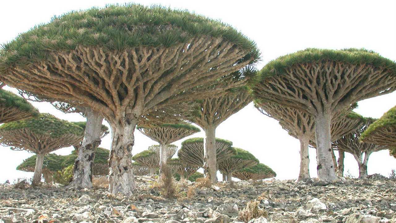 最像外星的地方生长的奇异植物龙血树