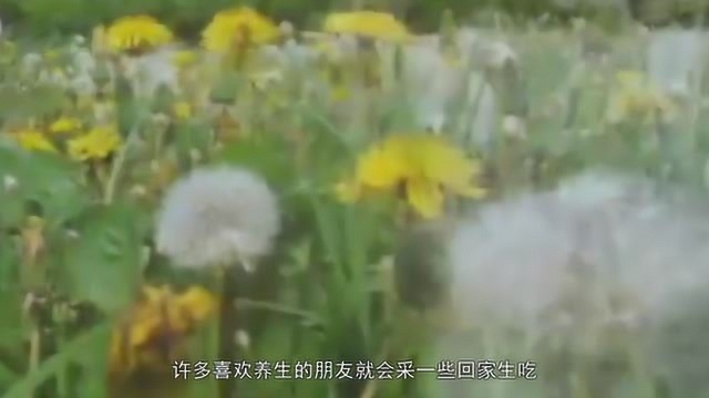 蒲公英的根和叶子养生的功效到底有什么不同,原来应该这样食用