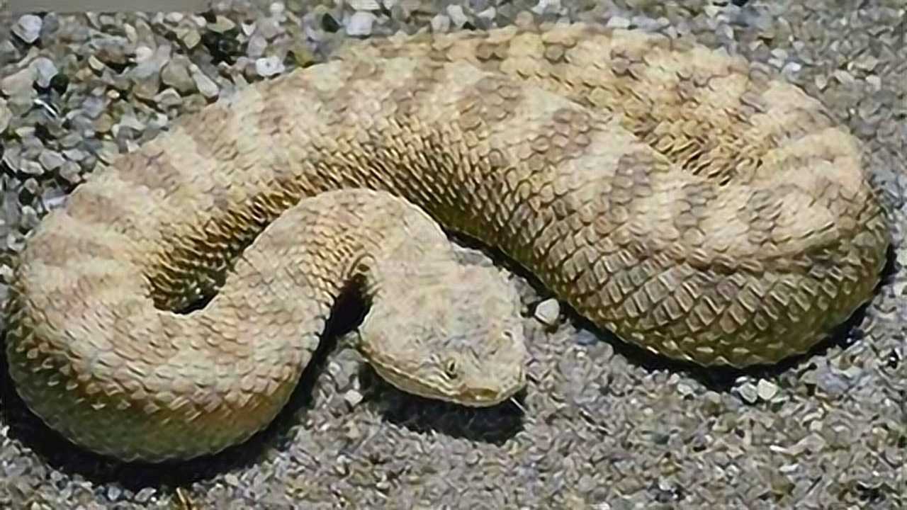 眼镜王蛇遇上五步蛇,冲上去就咬,不料瞬间被秒杀,镜头记录全过程