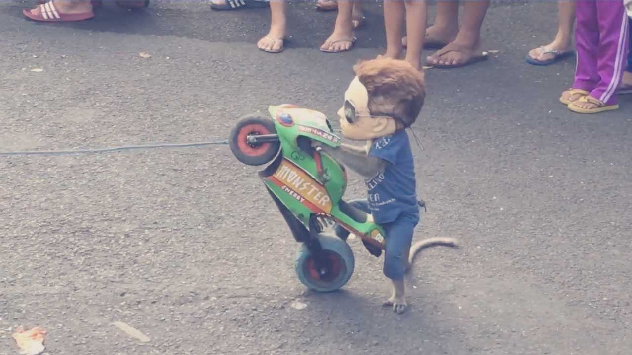 看完猴子的骑摩托车视频,才知道什么是真正的老司机!_腾讯视频