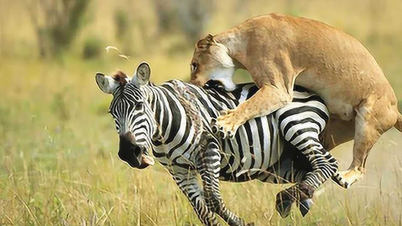 斑马被母狮子摁住并锁喉,斑马用尽最后一口气连踹带踢成功逃脱