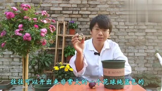 水培风信子开花小、长势差?教你最靠谱的风信子盆栽方法