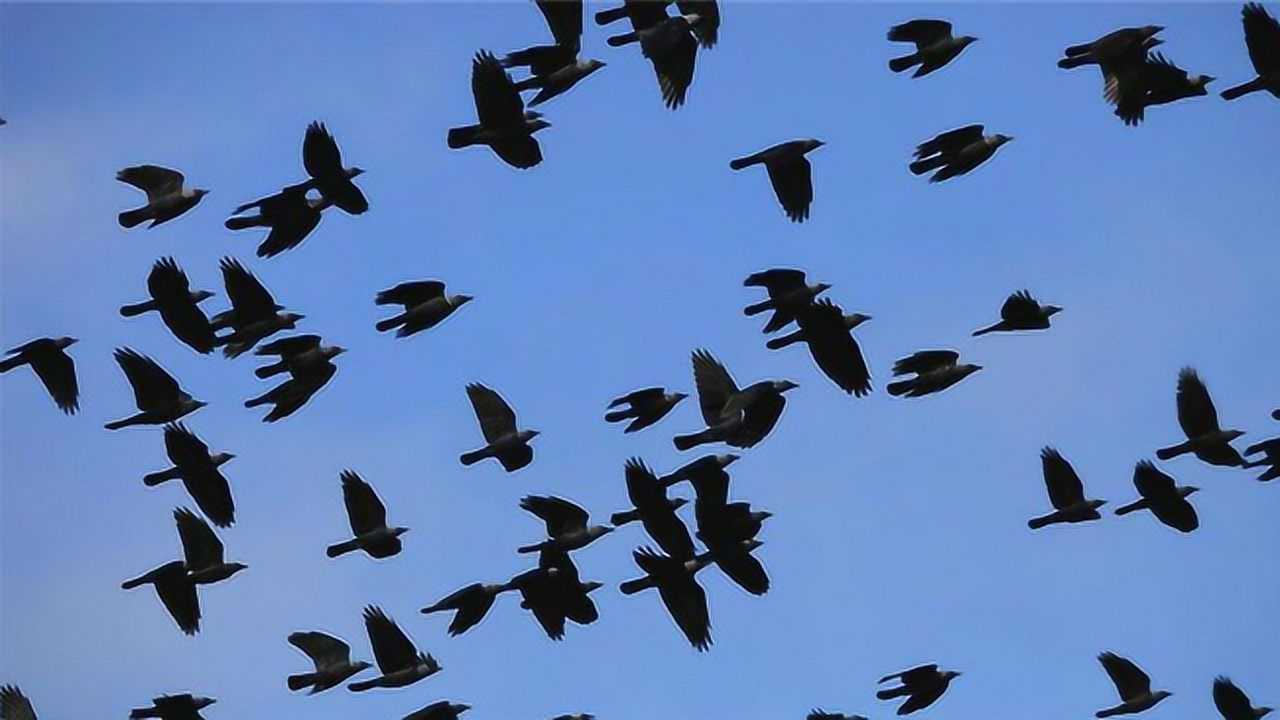 为何故宫每到夜里,乌鸦就会成群飞来?原因你可能想不到