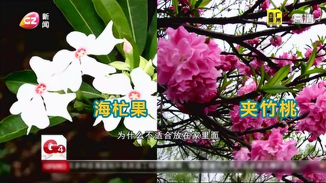 花城花儿开 家居花艺有讲究