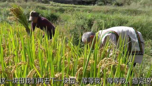 纳西族民歌《插秧调》,手把青秧插满田!