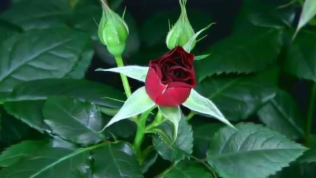 实拍玫瑰花开花的全过程,在风中静静绽放,画面太美了!