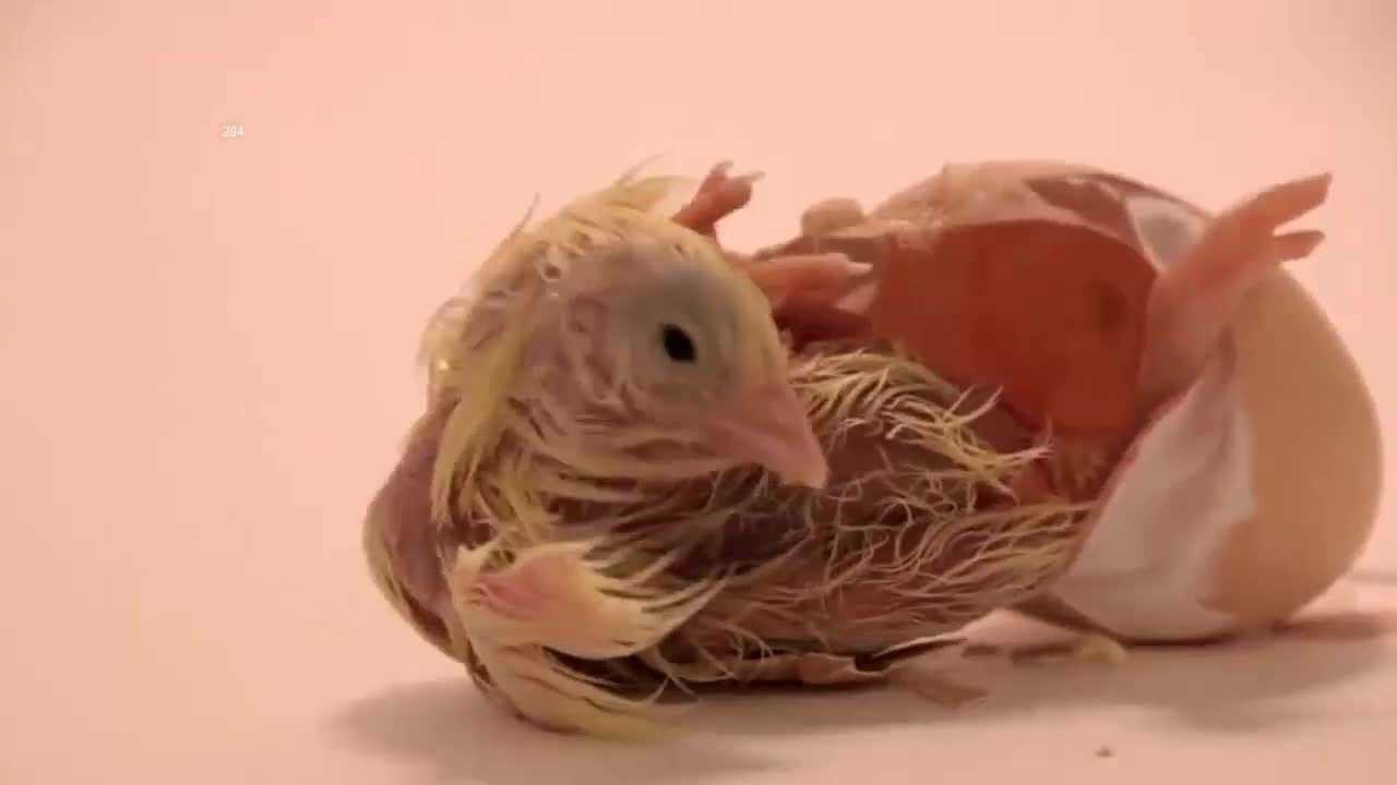 实拍一只小鸡出生的全过程好可爱