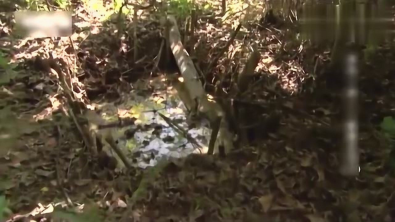 乔柯兄弟丛林求生,发现古老宝石矿坑,就像个陷阱_高清1080P在线观看平台_腾讯视频