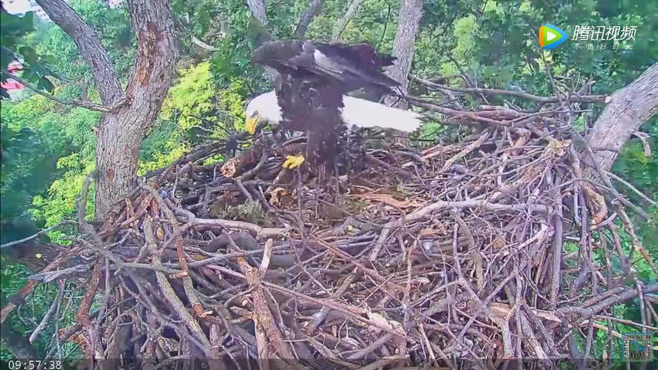 实拍老鹰筑巢这窝简直就是鸟类中的别墅