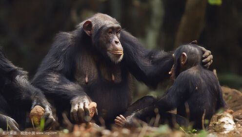 人类是黑猩猩的近亲，它们的行为也有很多与人类相仿！