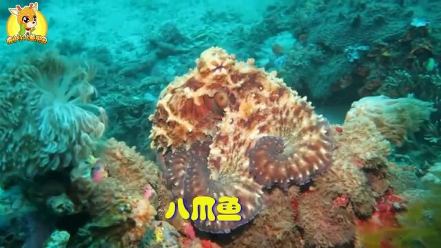 学习认识蓝唐王鱼 魔鬼鱼 鲨鱼等8种海洋生物 趣味识动物