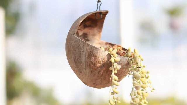 龙岩学院传播与设计学院广播电视学蒋嘉欣作品纪录片《万石多肉君》