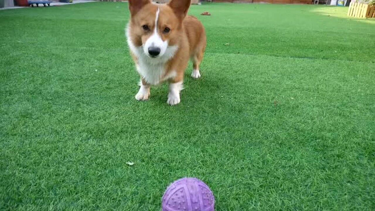 疯狂玩球的小柯基