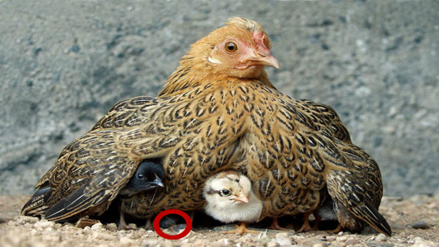 母鸡孵小鸡的时候为什么有些农民要在窝底加一块铁看完长见识了