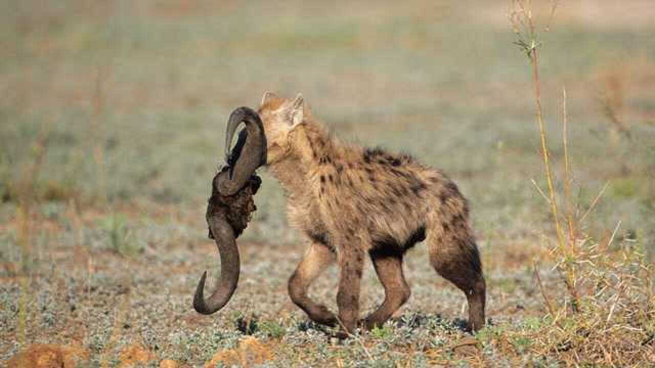 鬣狗单挑老虎,鬣狗简直就是一坨屎