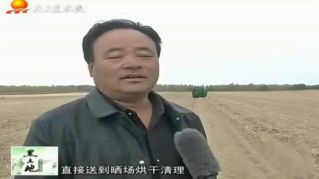 大哥种了500亩油莎豆 一算账比种水稻挣得多