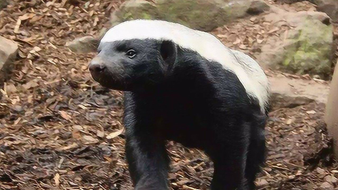 对于吃货,我只服蜜獾!