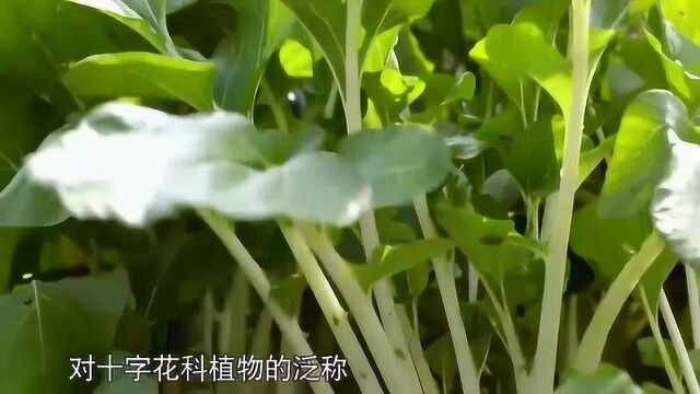 舌尖上的中国:当传统菜走“混搭”风,对十字花科植物的泛称.