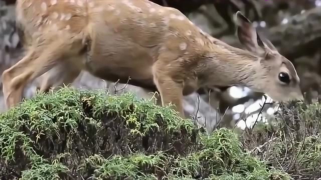 动物志:狼群是一方的守护神,虽然会杀死猎物