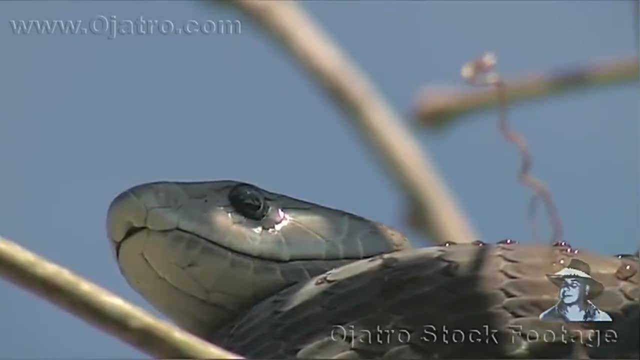 毒蛇钻入鸟窝中捕食接下来的一幕让人瞠目结舌