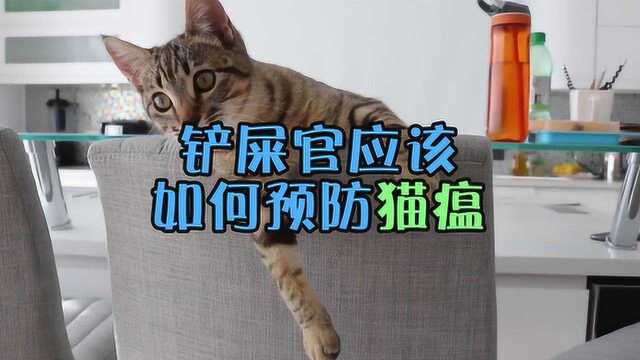 猫瘟那么可怕,铲屎官应该如何预防呢?