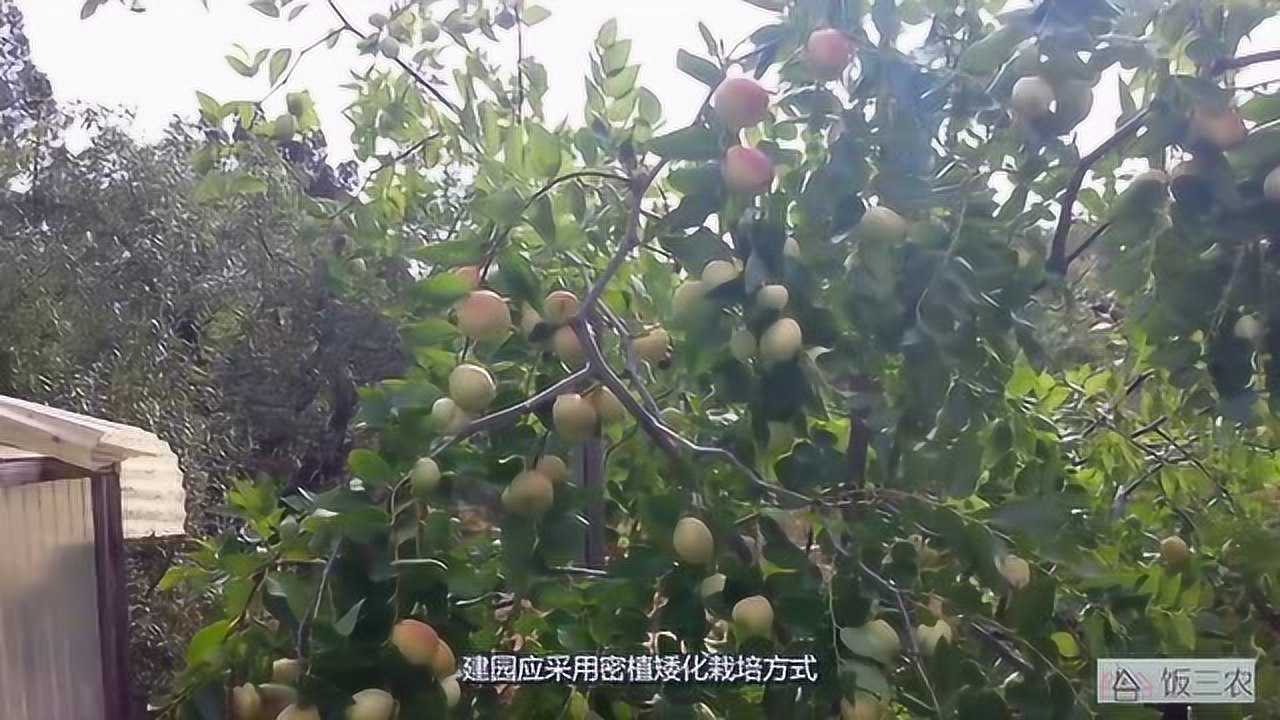 冬枣树应该怎么种植？掌握四点科学技术，冬季能收获又甜又脆的冬枣_腾讯视频