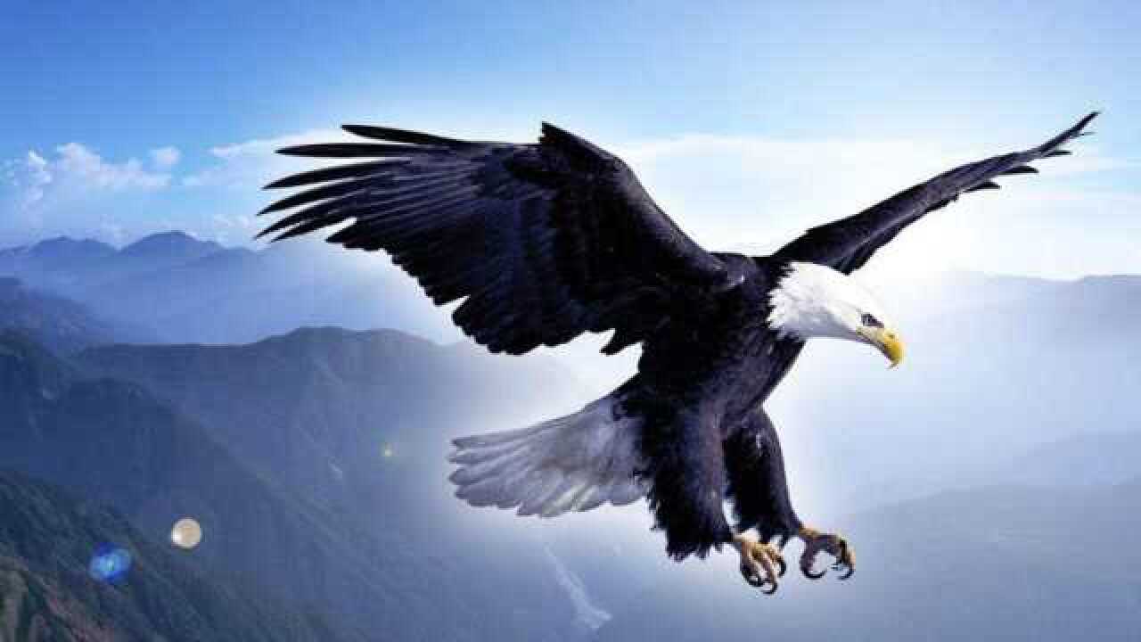 老鹰活到40岁的时候会拔毛断喙,然后重生是真的吗?