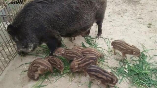 家猪和野猪也能杂交吗?得到的“特种野猪” ,像家猪还是像野猪?