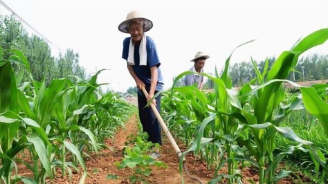 玉米干旱不结籽,拌种时候加上它,2块钱就搞定