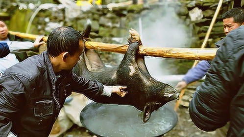 广西融水农村杀年猪,5个人全上阵,带你看农村杀猪热闹现场