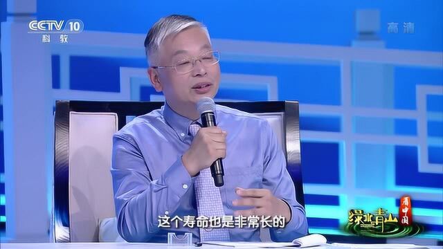 绿水青山看中国丨砗磲:跨越时光的年轮,保持纯净的色彩