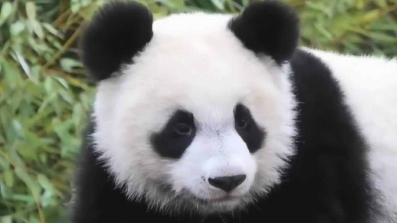 熊猫圆梦眯起眼睛享受美味竹叶:看我纯真又帅气的眼神!