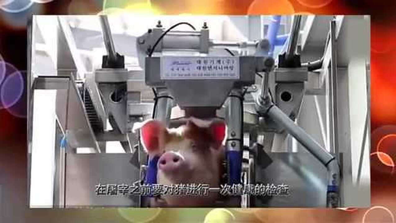 你知道屠宰场如何杀猪吗？这样的方法太惊人了！_高清1080P在线观看平台_腾讯视频