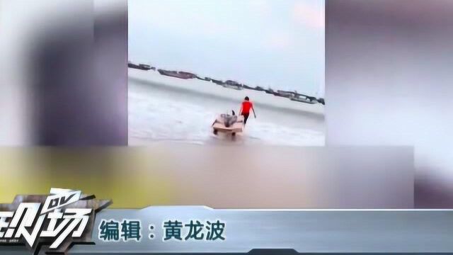 湛江:市场贩卖海豚 街坊买下放生