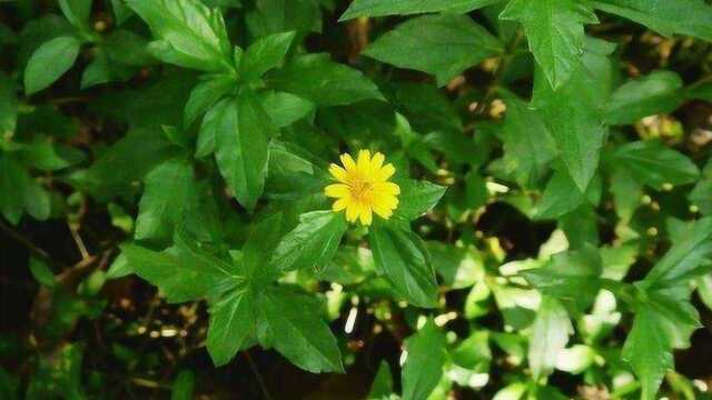 一种野草,人称“鱼鳅串”,农民见到就除掉,殊不知价值珍贵