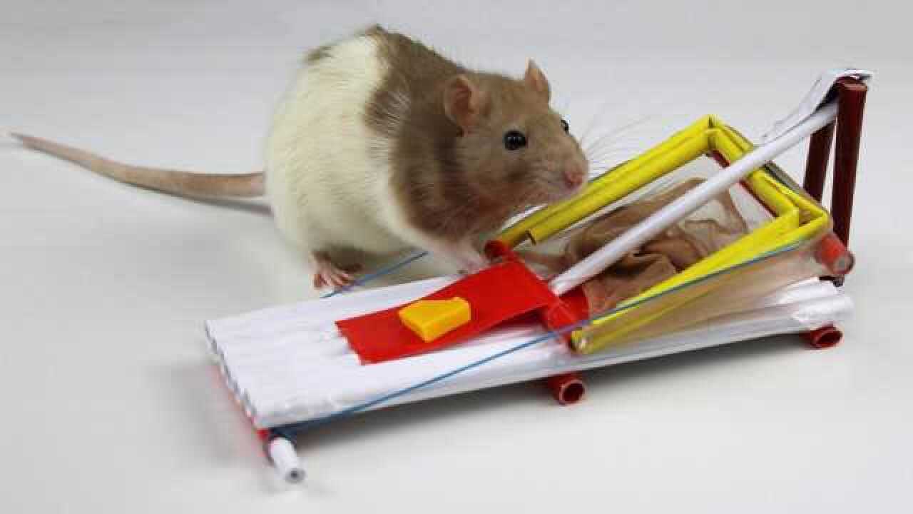 老外用纸做的老鼠夹,老鼠过来的那一刻,搞笑了!